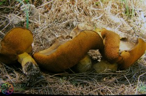 Valse melkboleet Suillus collinitus